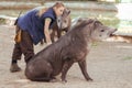 Barcelona, Ã¢â¬â¹Ã¢â¬â¹Spain, on May 2017 - Animal keeper at Barcelona Zoo taking care of the Amazonian tapir